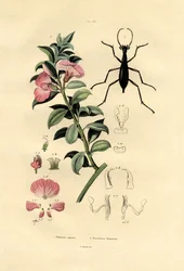 Blaue Wildindigo